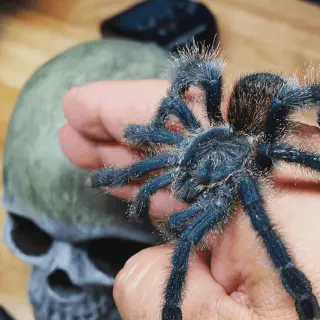 /img/17118-pink-toe-tarantula-shedding.webp