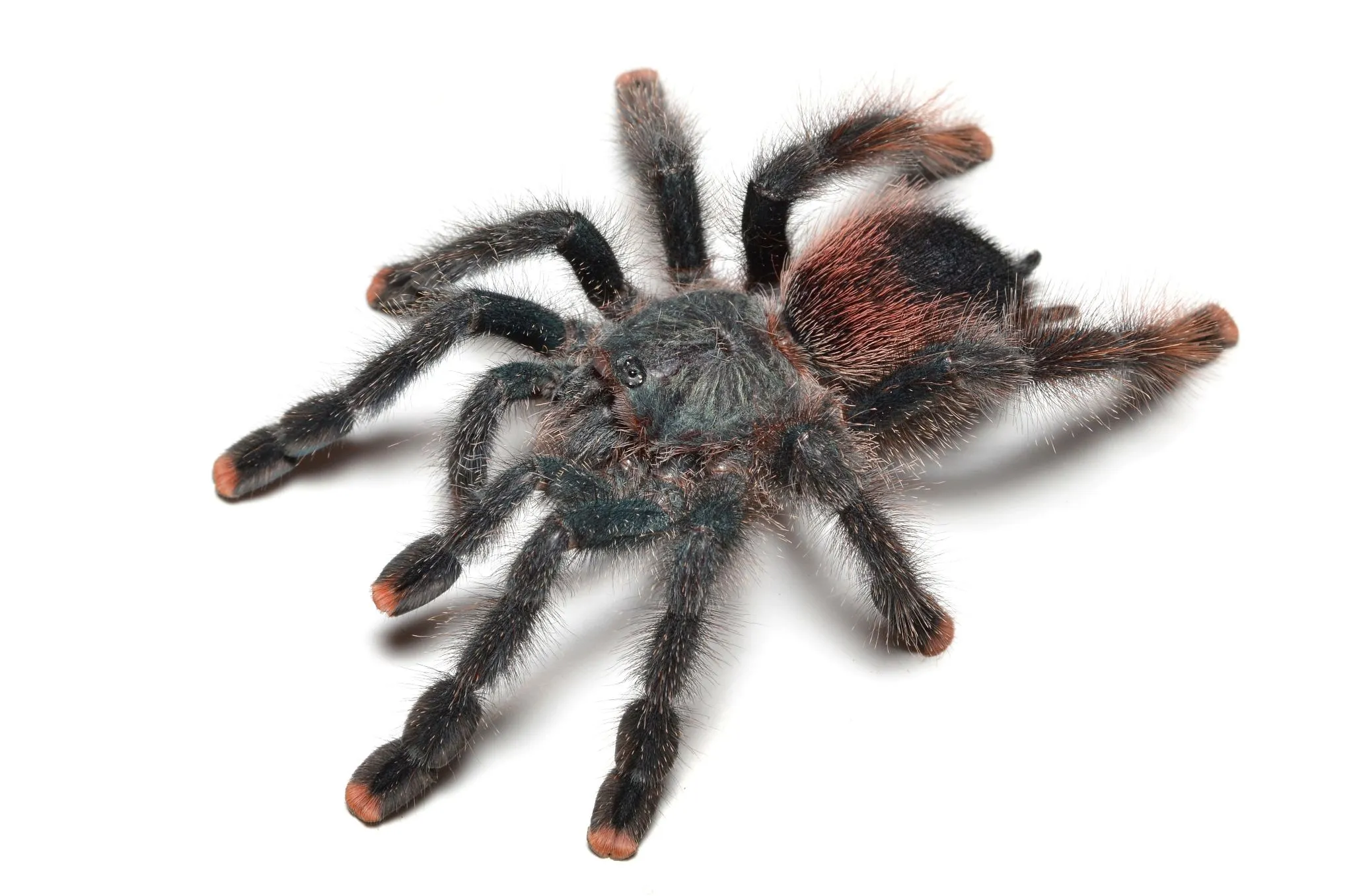 17118 pink toe tarantula substrate