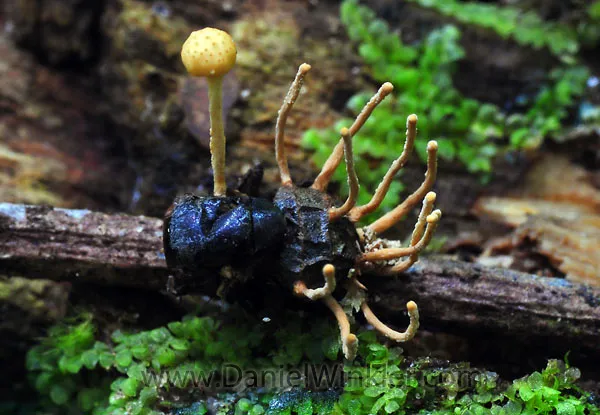 17119 cordyceps natural habitat