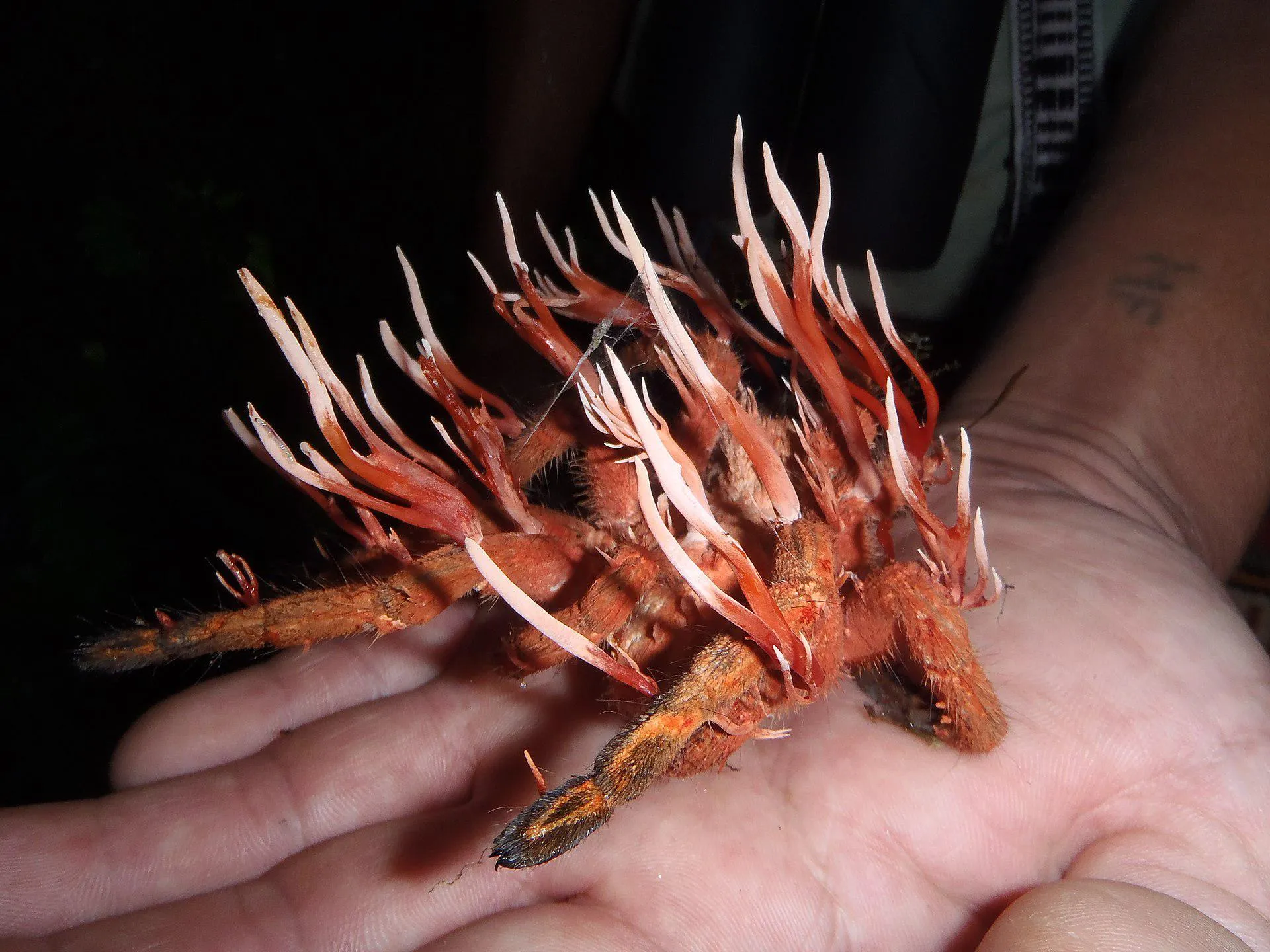 /img/17119-cordyceps-tarantula-interaction.webp