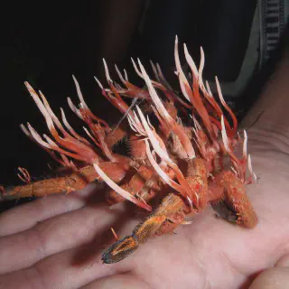 /img/17119-cordyceps-tarantula-interaction.webp