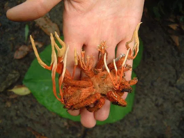 17119 infected tarantula behavior