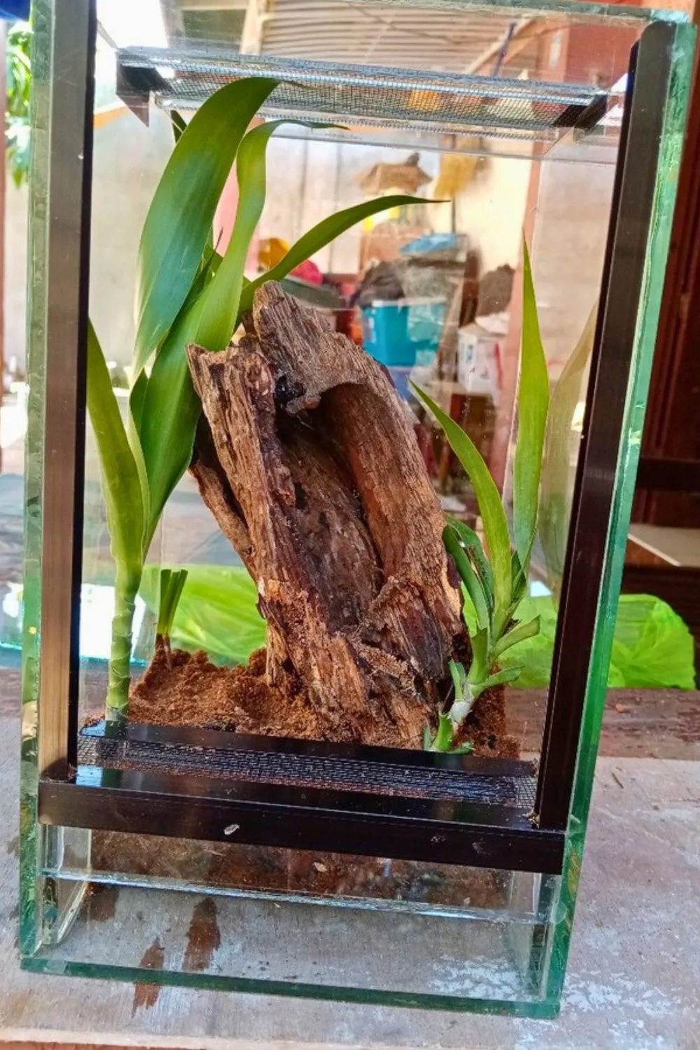 17120 tarantula enclosure decorations