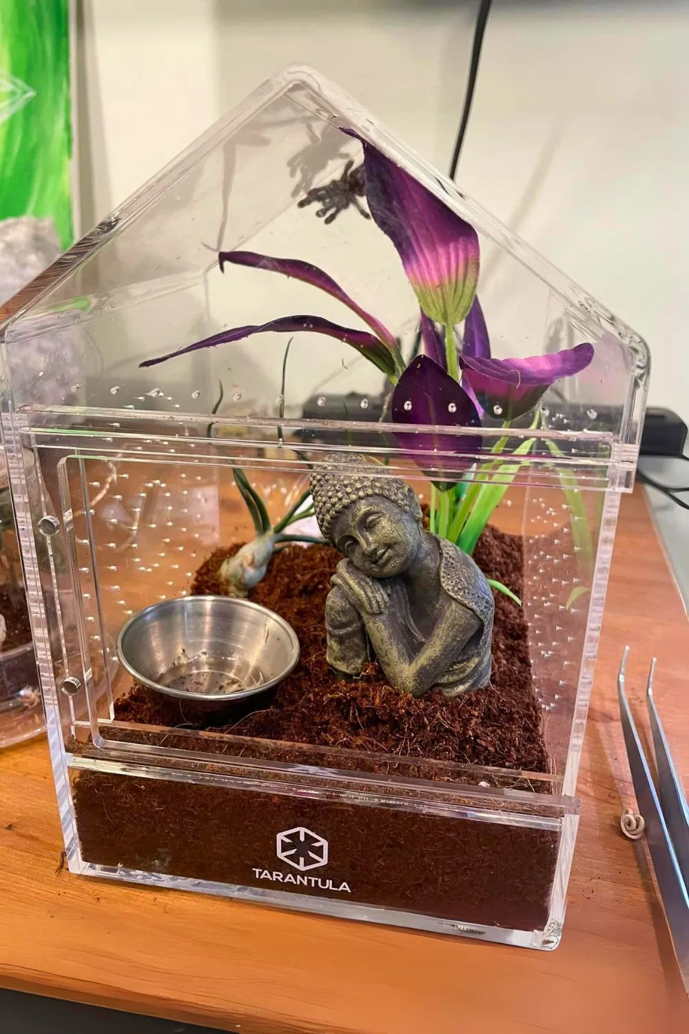 /img/17120-tarantula-watering-dish.webp