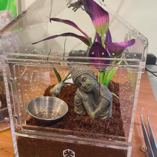 /img/17120-tarantula-watering-dish.webp