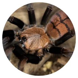 17121 tarantula feeding