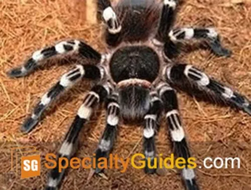17122 brazilian white knee tarantula handling