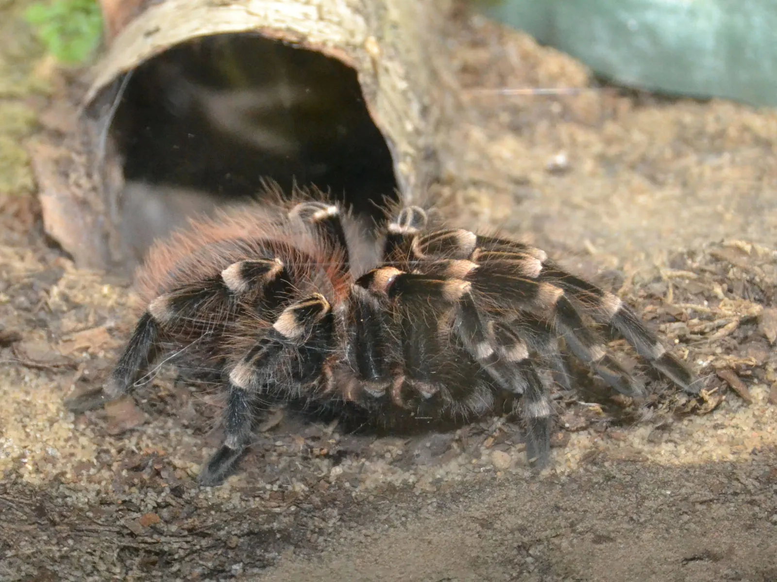 17122 brazilian white knee tarantula humidity