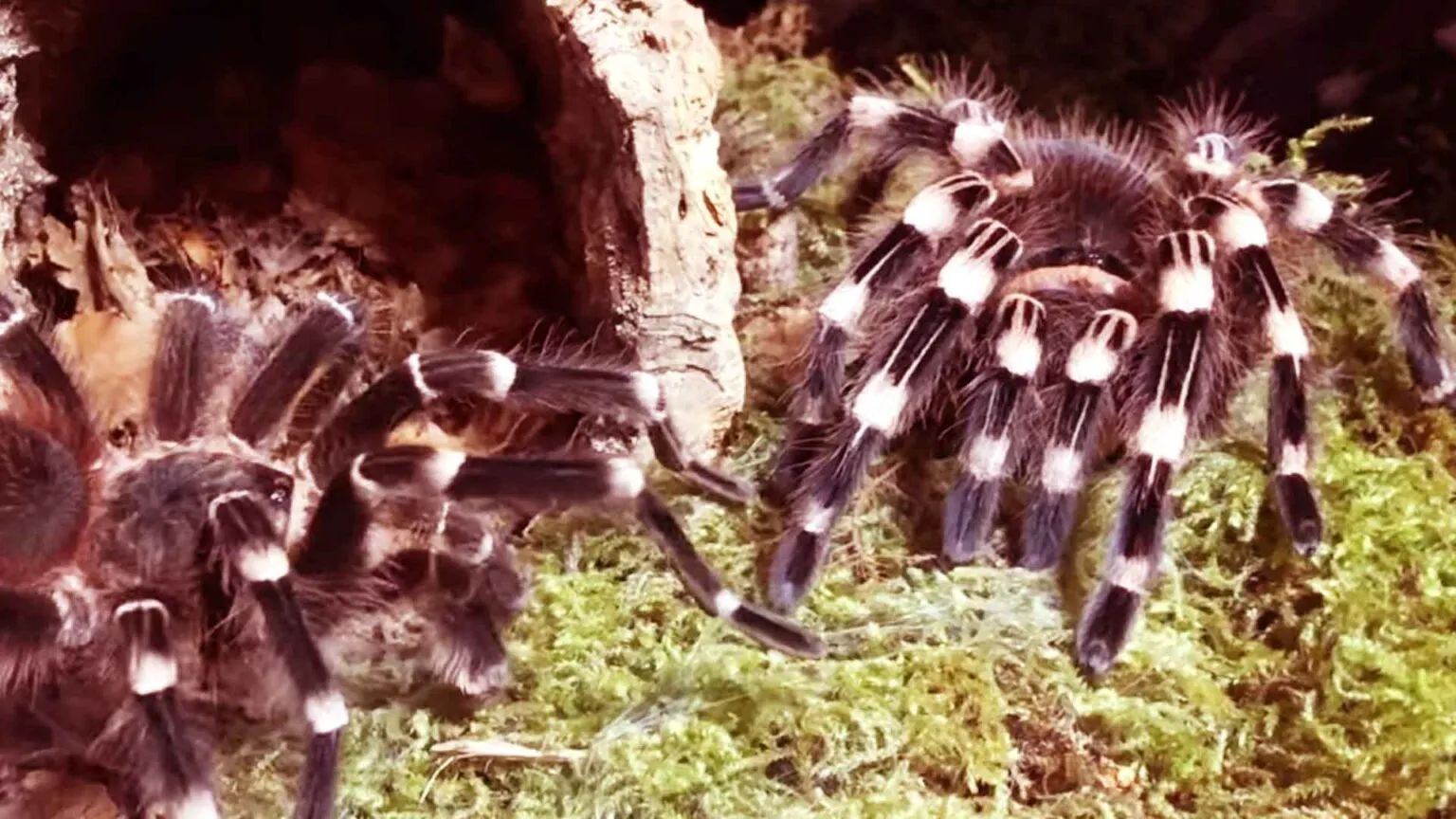 17122 brazilian white knee tarantula molting