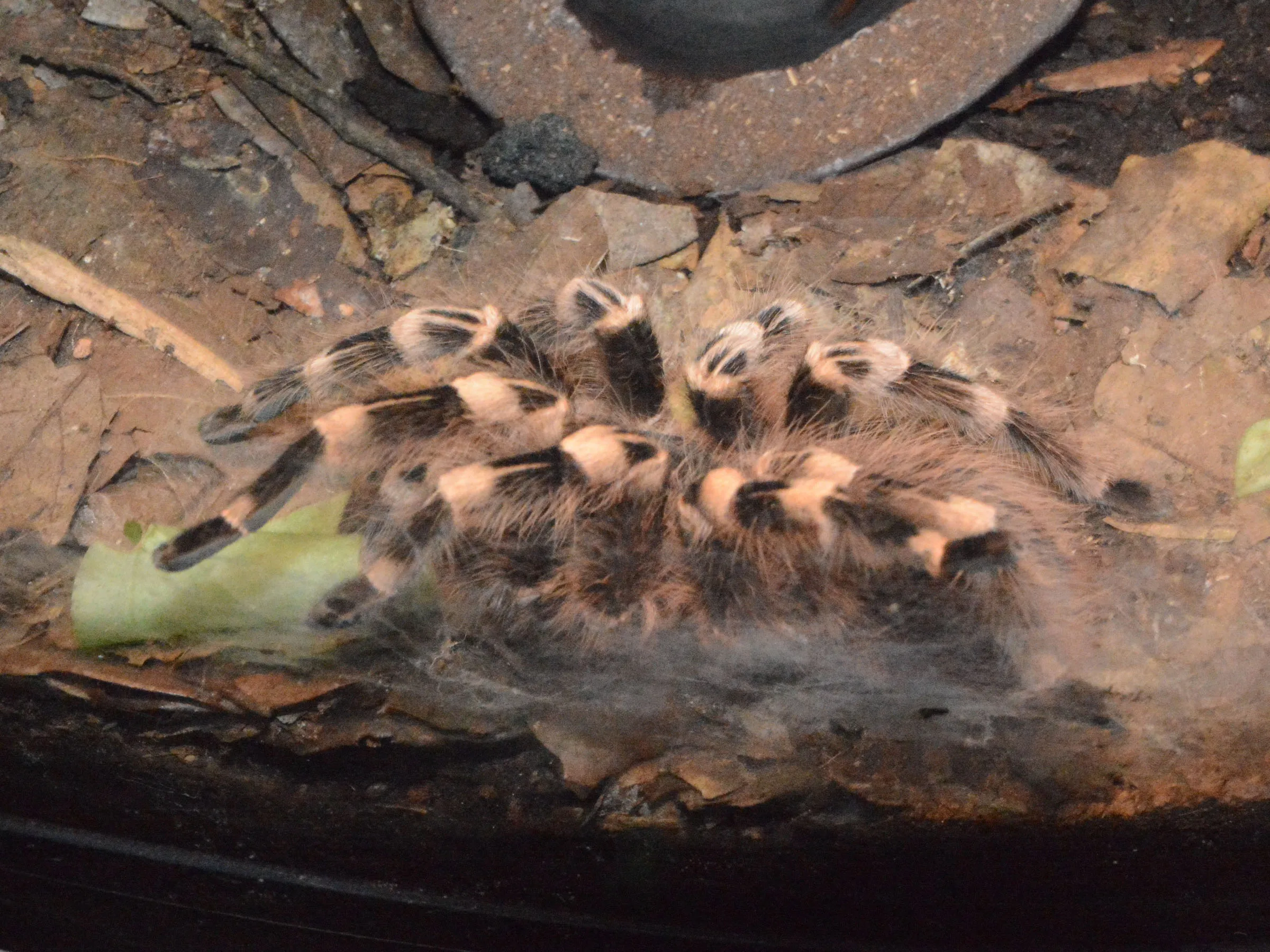 17122 brazilian white knee tarantula prey