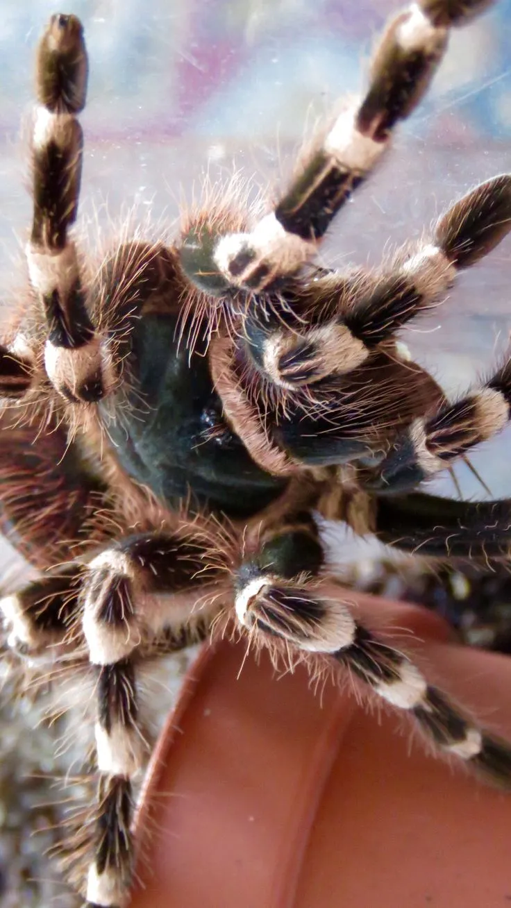 /img/17122-brazilian-white-knee-tarantula-substrate.webp