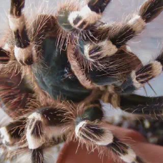 /img/17122-brazilian-white-knee-tarantula-substrate.webp
