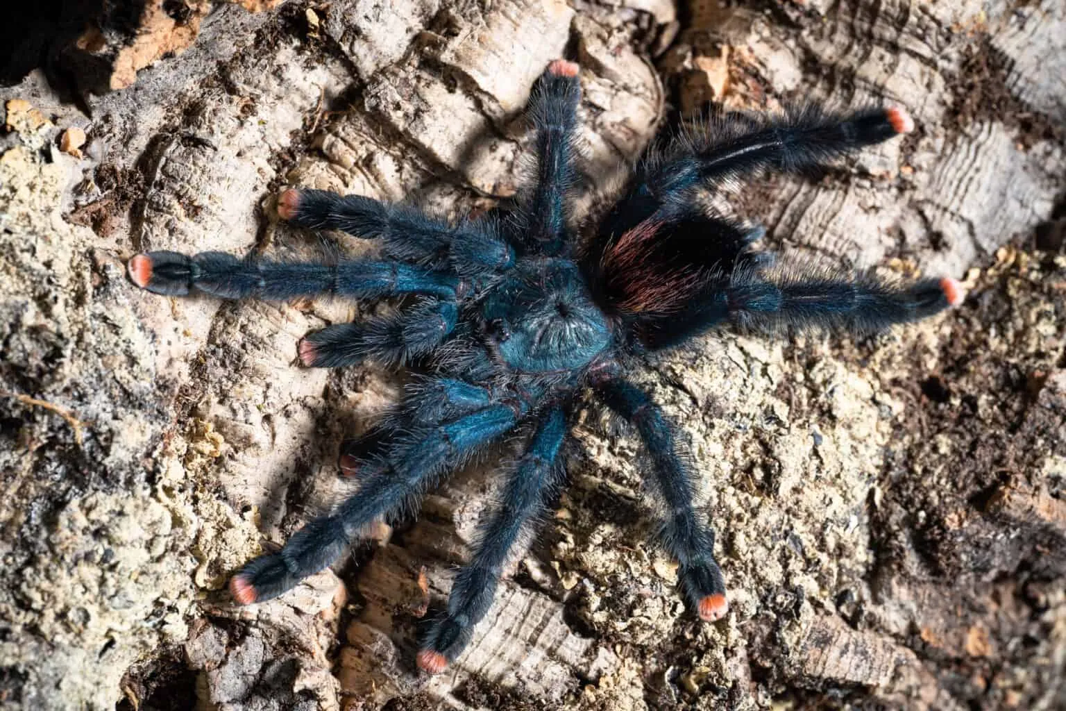 17123 gooty sapphire ornamental