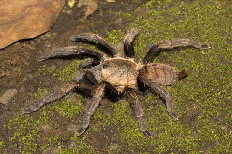 17123 king baboon tarantula