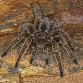 /img/17123-tarantula-habitat.webp