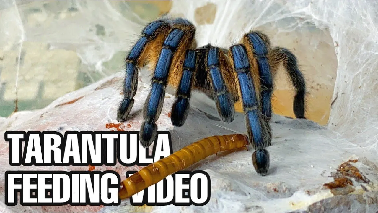 17125 tarantula dehydration signs