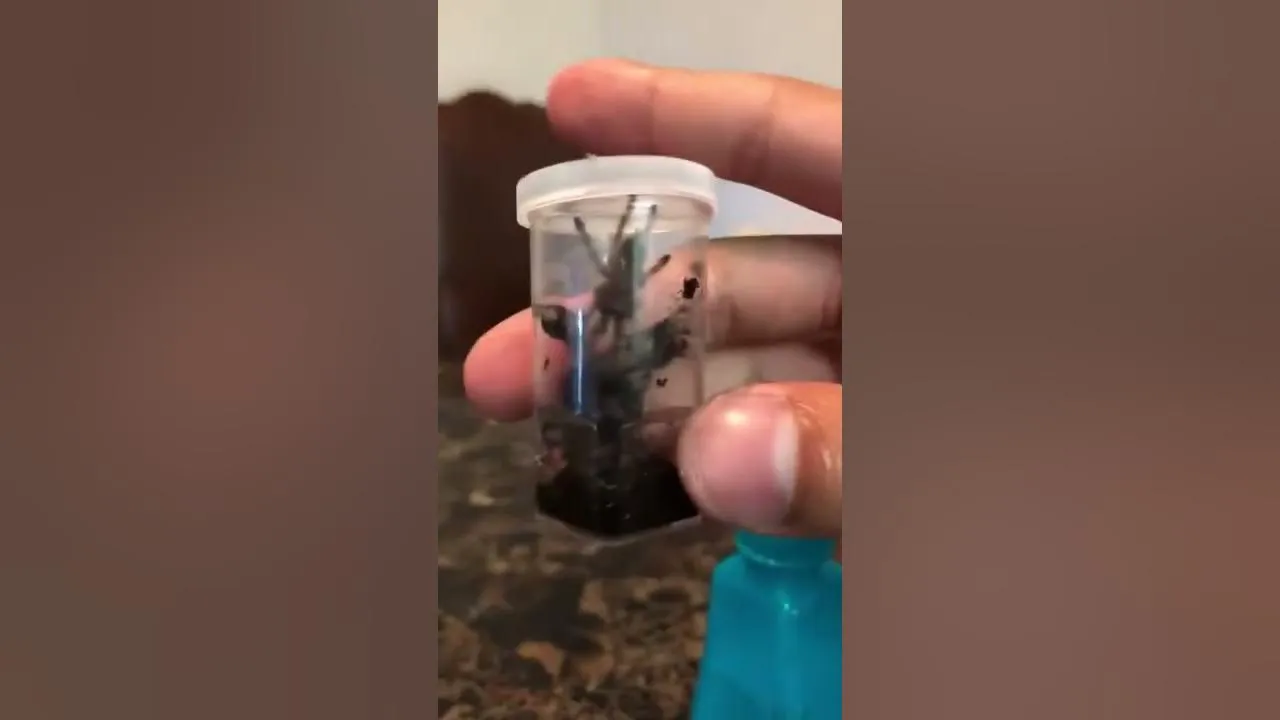 17125 tarantula humidity levels