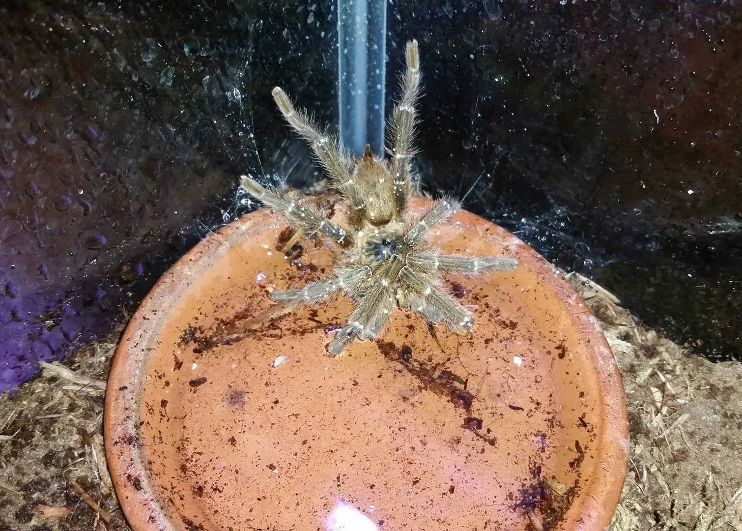 17125 tarantula misting