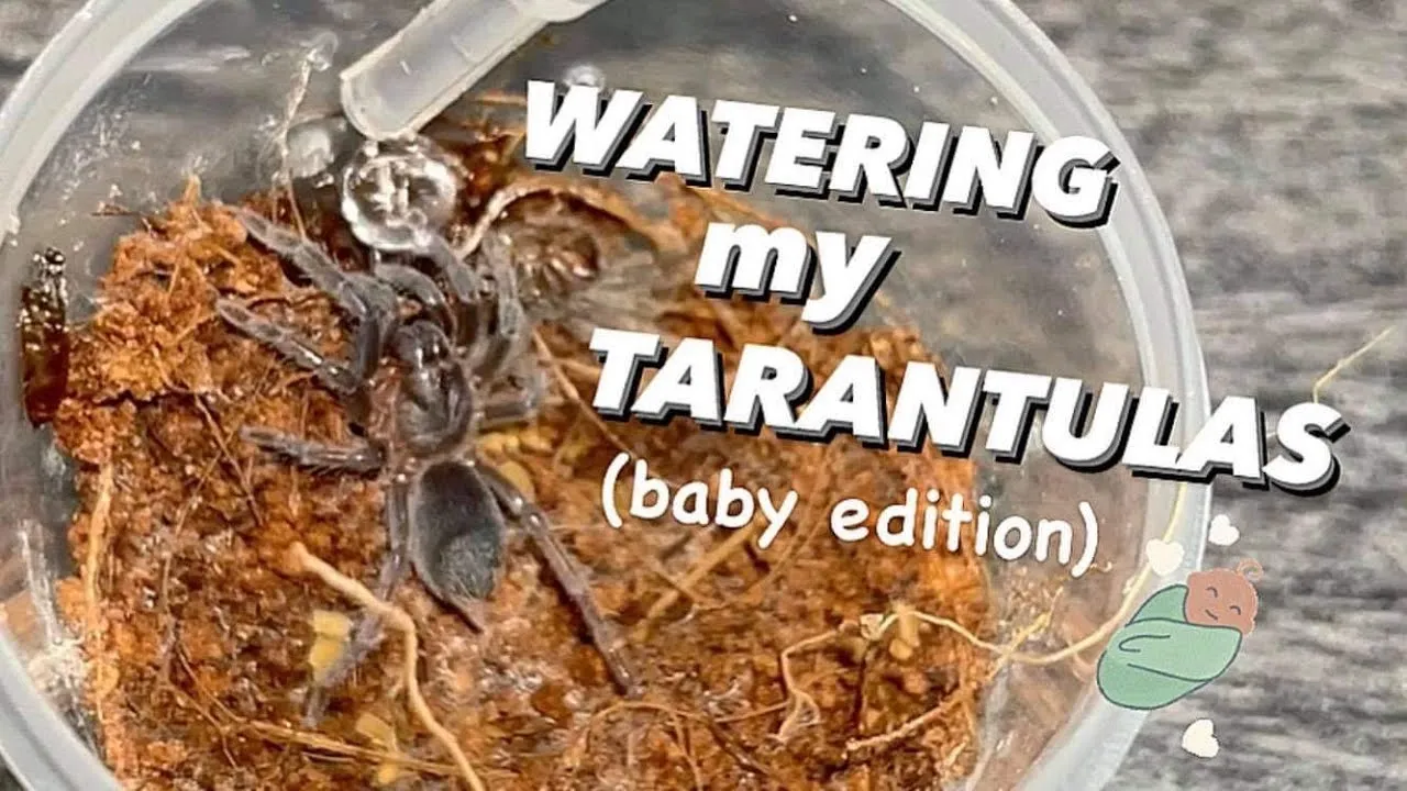 17125 tarantula molting