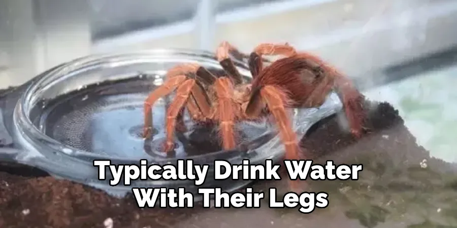 /img/17125-tarantula-substrate.webp