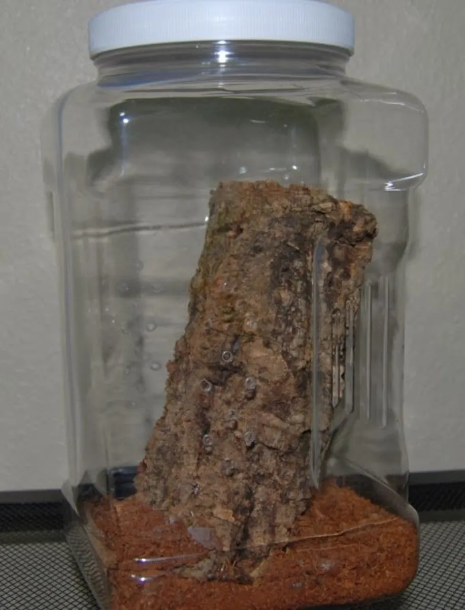 /img/17126-tarantula-cleaning.webp