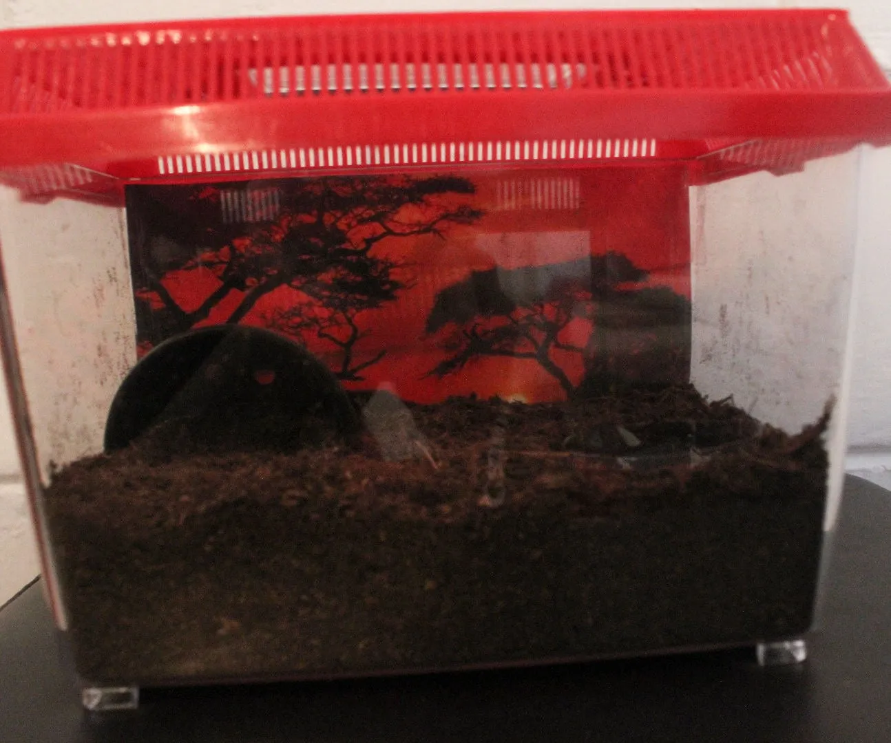 17126 tarantula tank setup