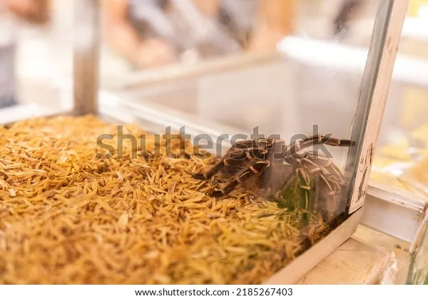 17126 tarantula water dish