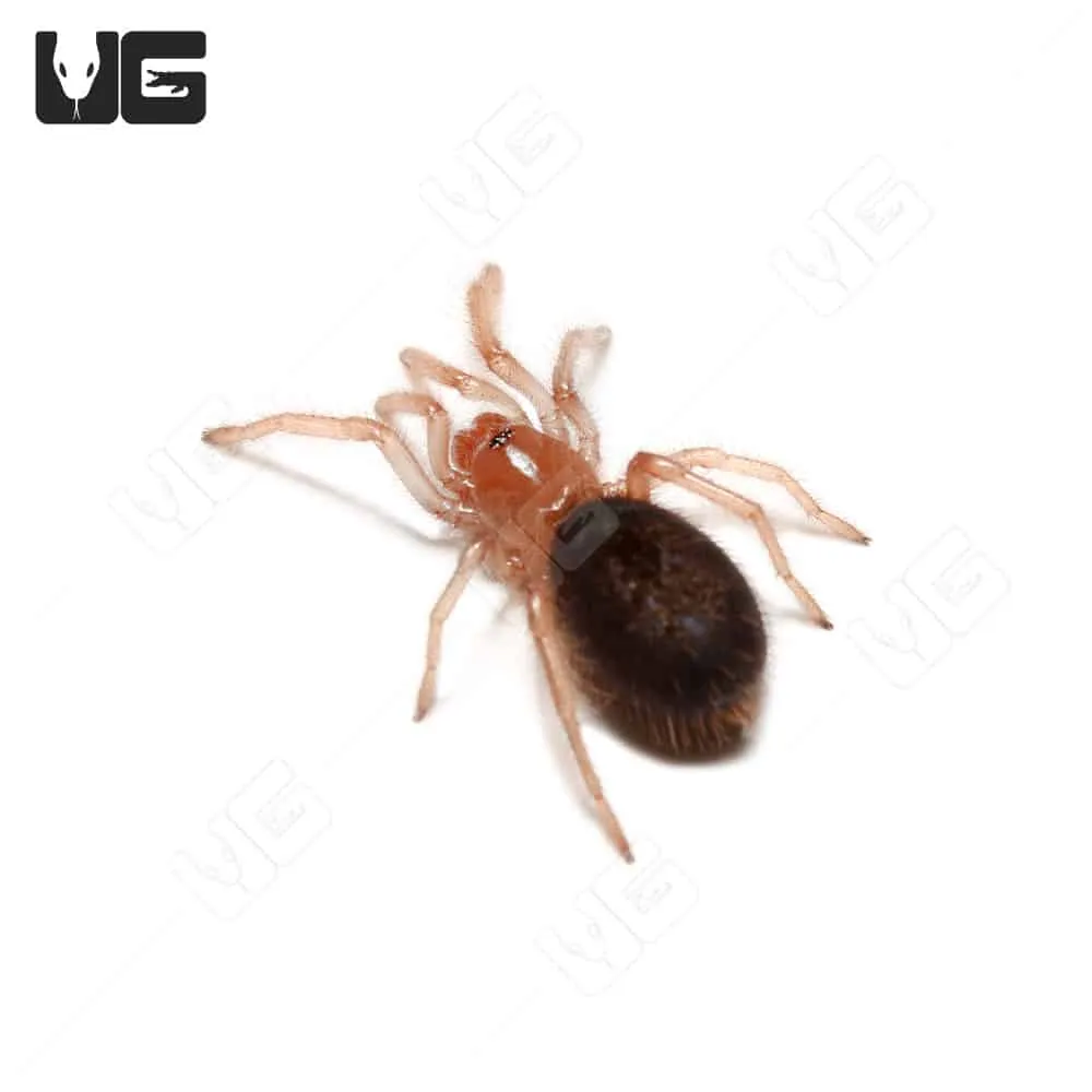 17127 chaco golden knee tarantula overview