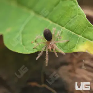 /img/17127-feeding-spiderlings.webp