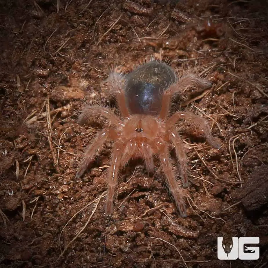 17127 male female chaco golden knee