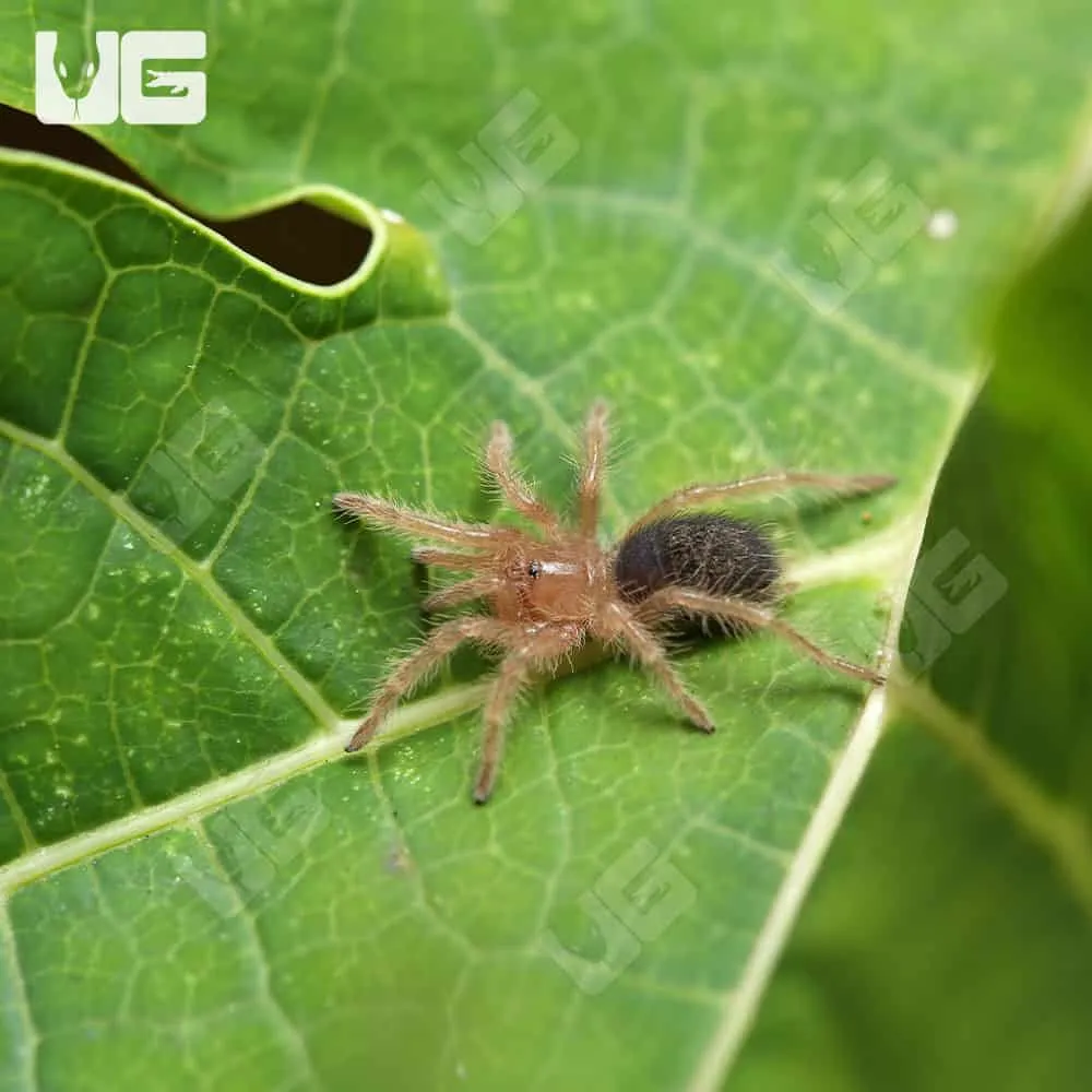 17127 mating chaco golden knee