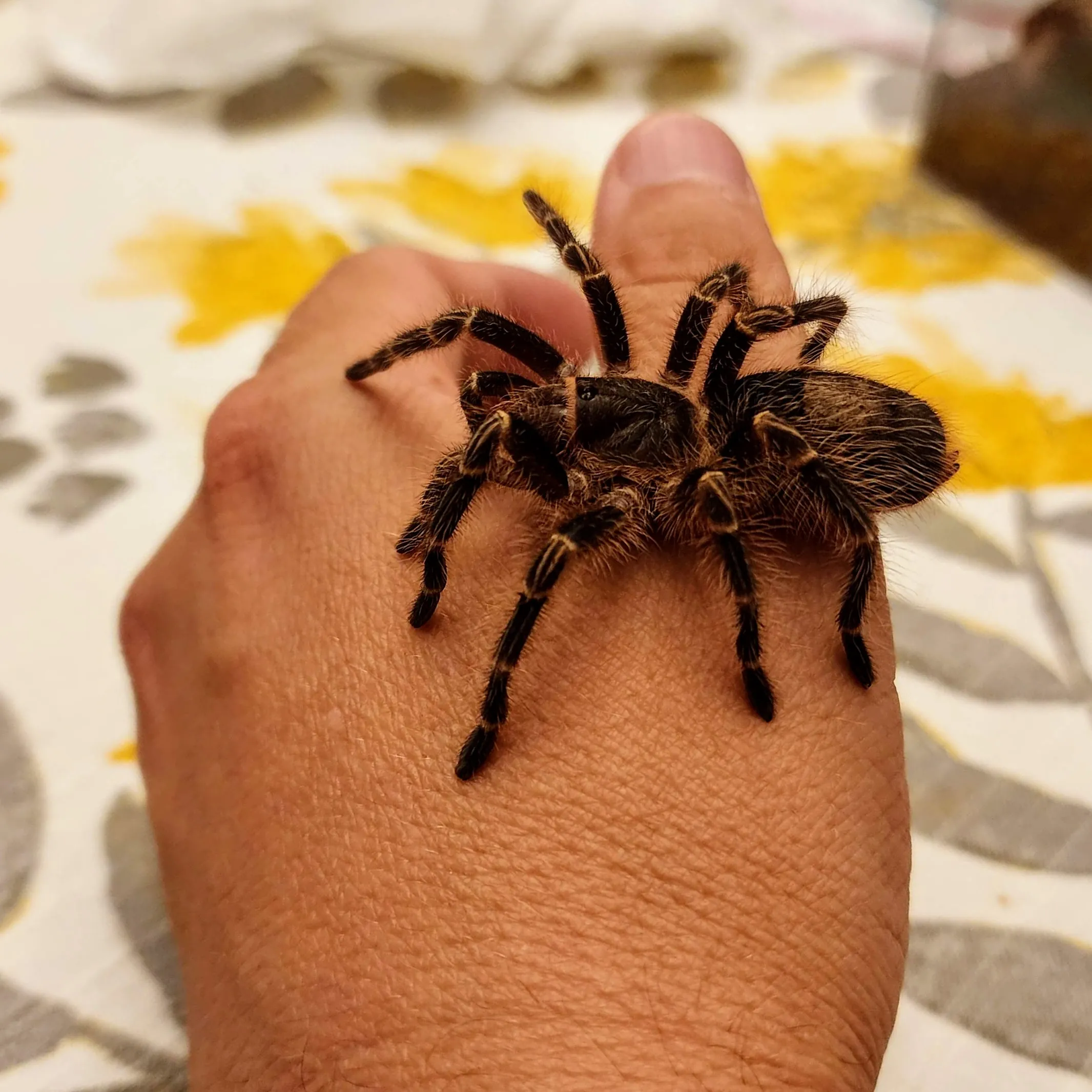 17127 spiderlings chaco golden knee
