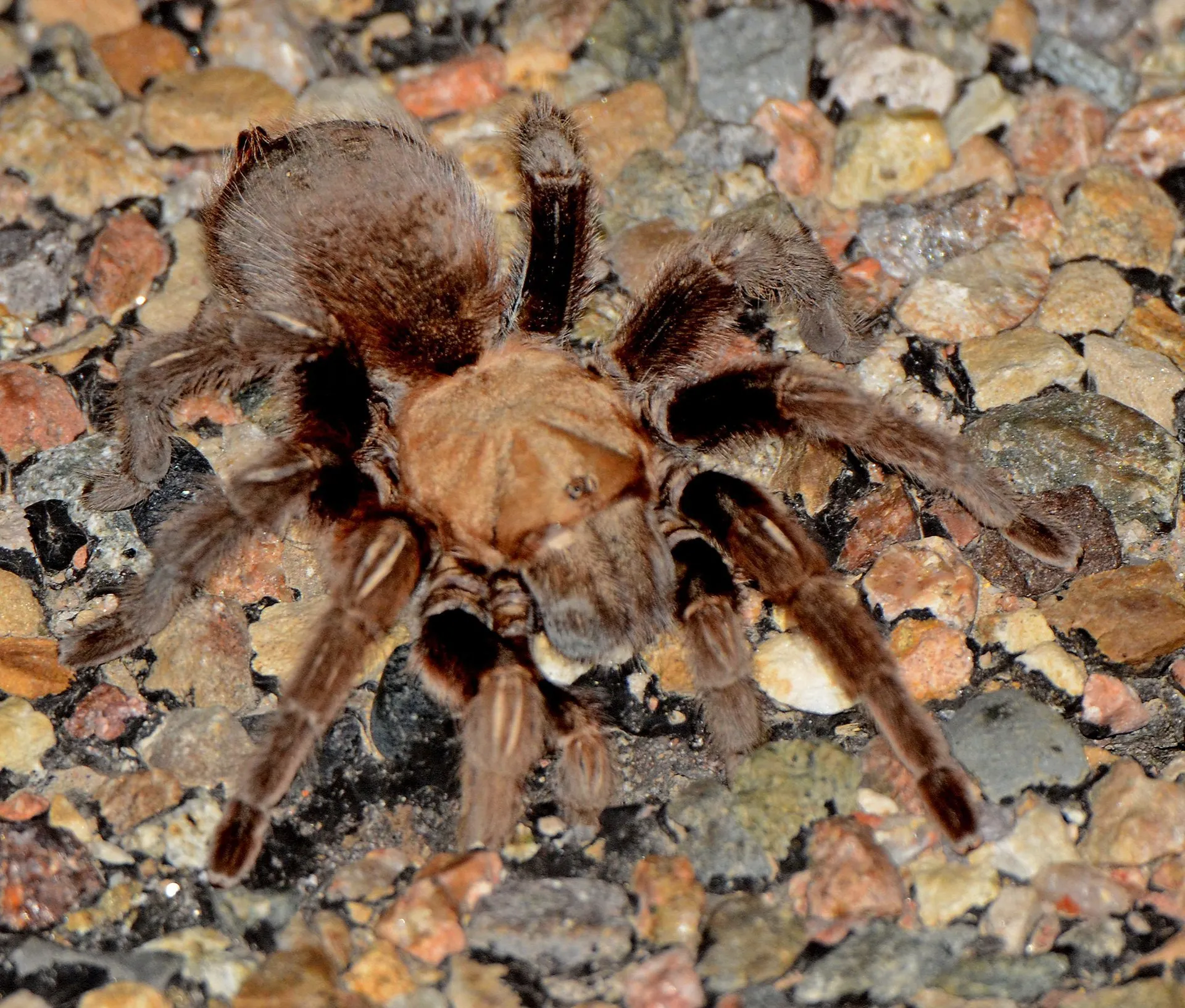 17128 tarantula habitat conservation