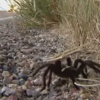 /img/17128-tarantula-migration-photography-tips.webp