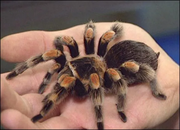 17129 first aid tarantula bite