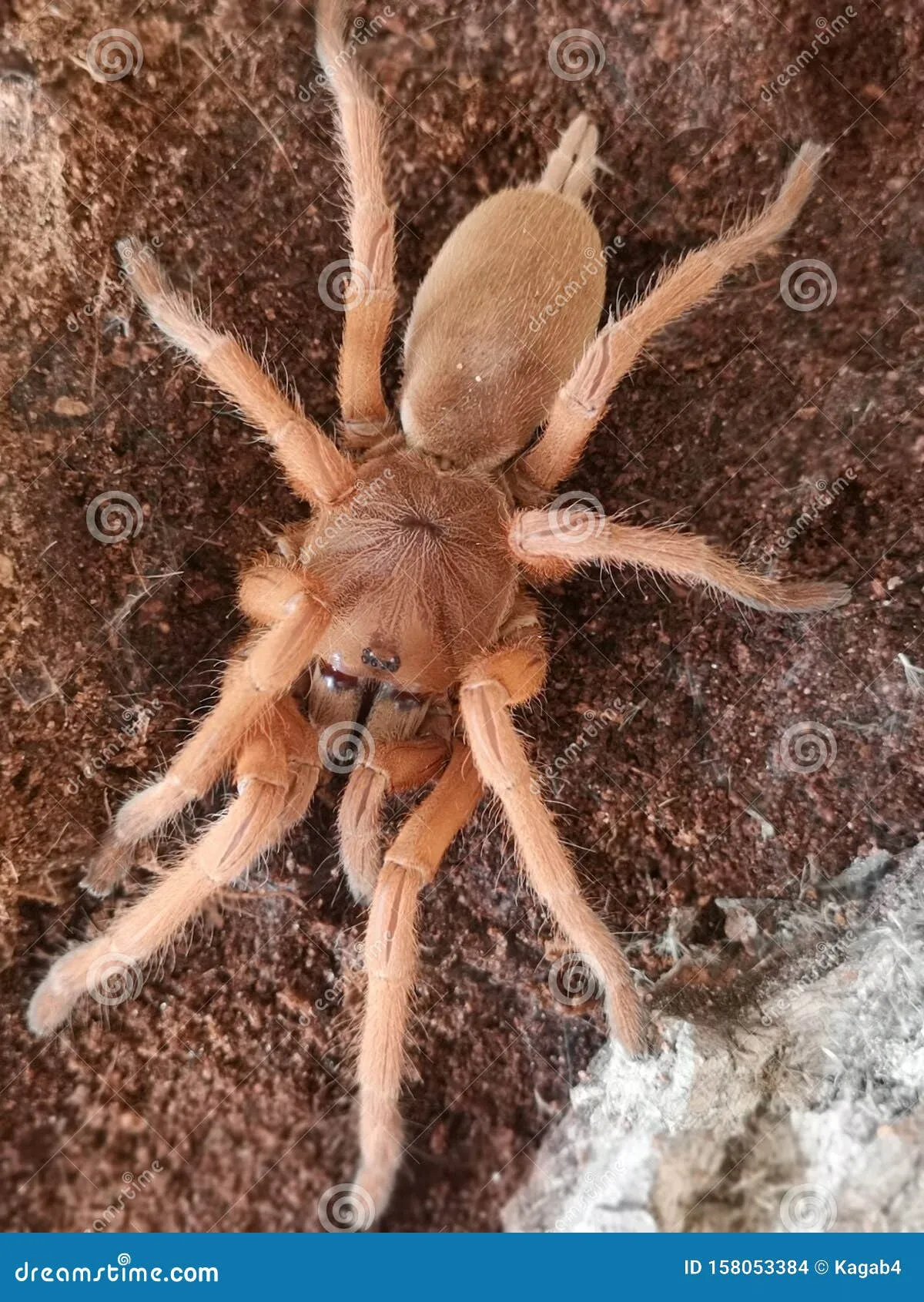 17129 tarantula bite symptoms
