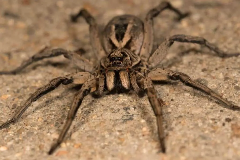 17129 tarantula close up