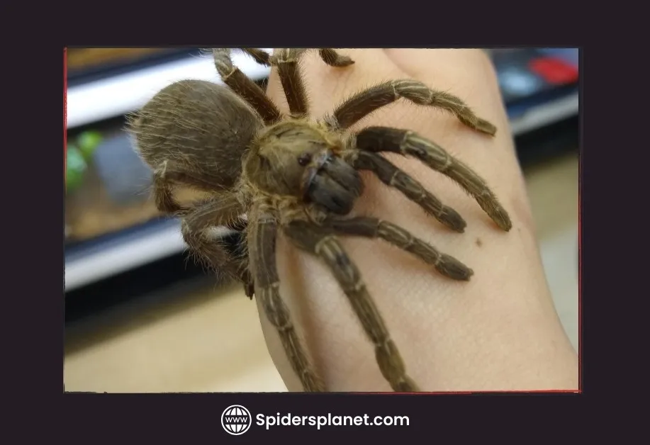 17129 tarantula fangs