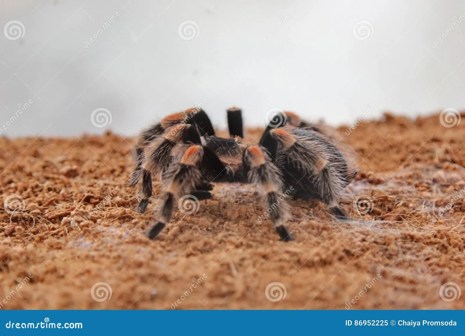 /img/17129-tarantula-myth-debunk.webp