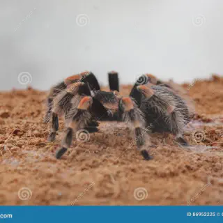 /img/17129-tarantula-myth-debunk.webp
