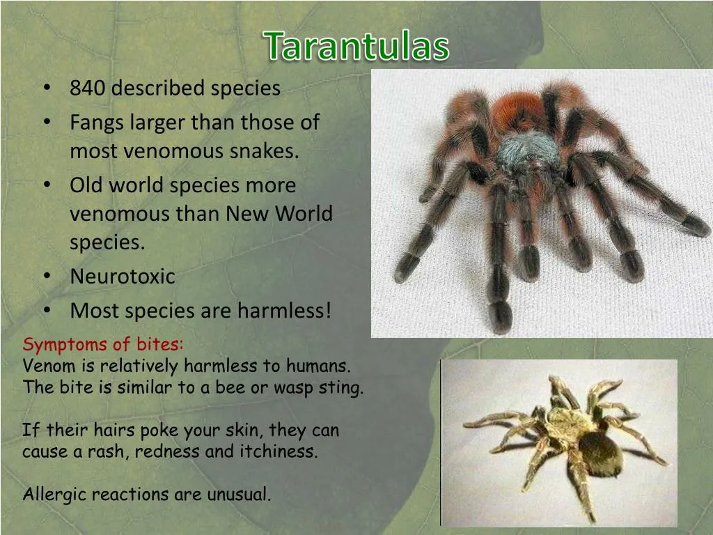 17129 tarantula species diversity