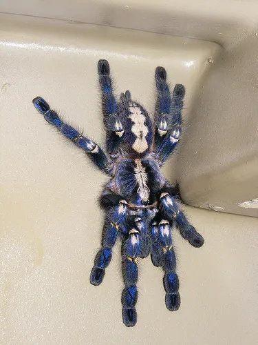 17130 gooty sapphire mating
