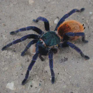 /img/17130-gooty-sapphire-tarantula-feeding.webp