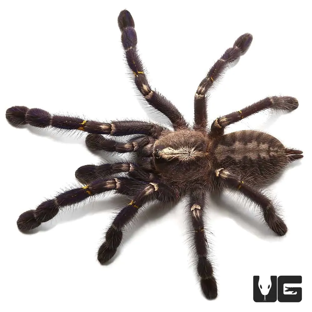 17130 gooty sapphire tarantula habitat
