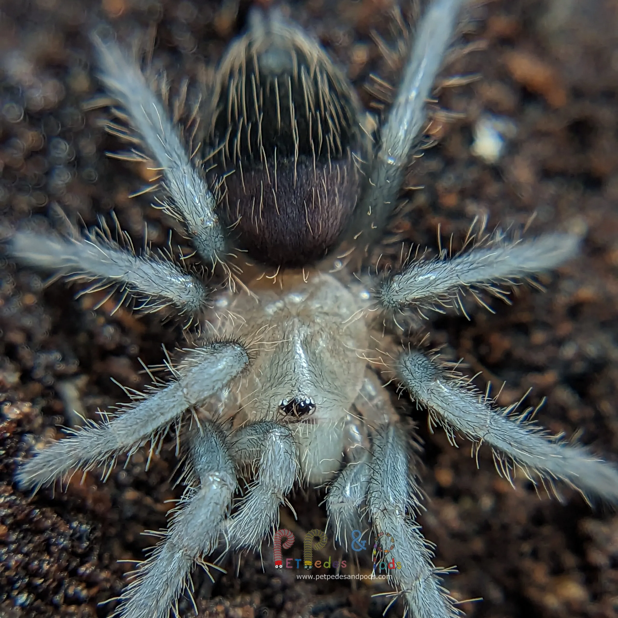 17132 albiceps tarantula sling enclosure