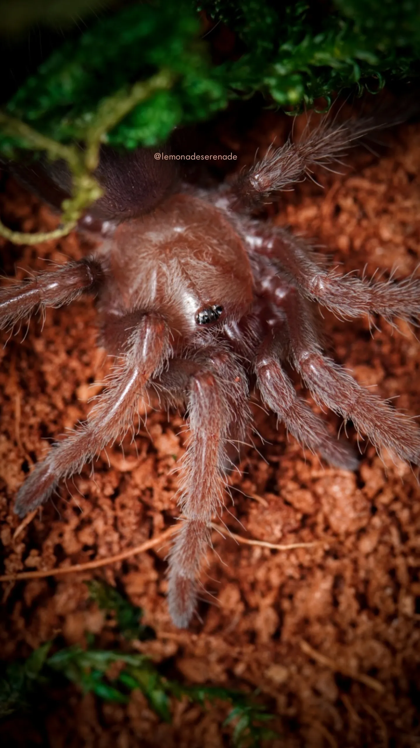17132 albiceps tarantula sling feeding