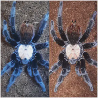 /img/17132-albiceps-tarantula-sling-health.webp