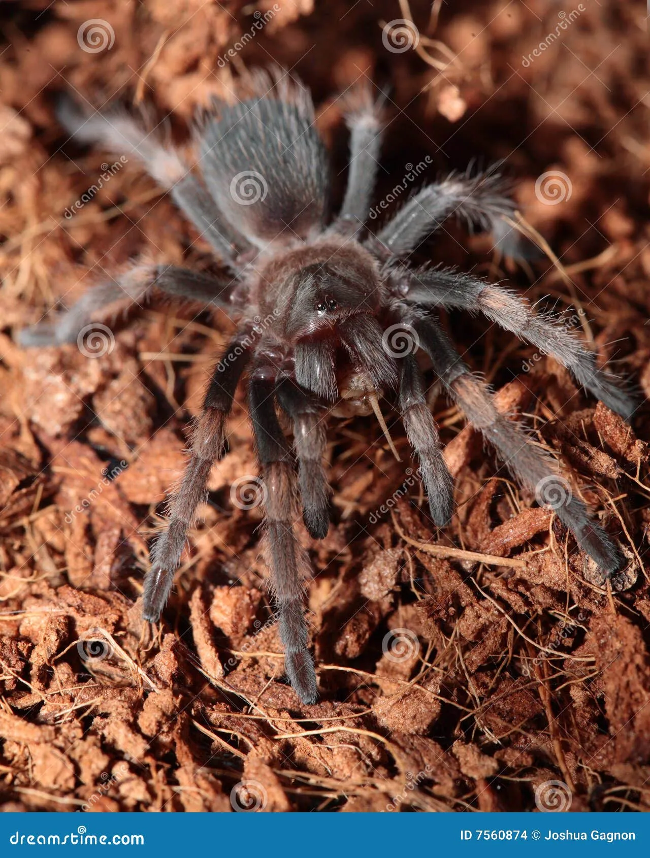 17132 albiceps tarantula sling molting