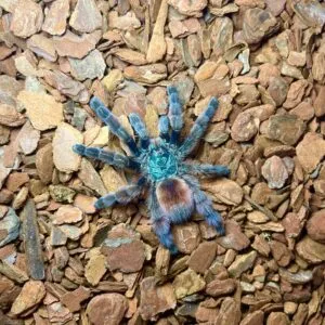 17132 albiceps tarantula sling substrate