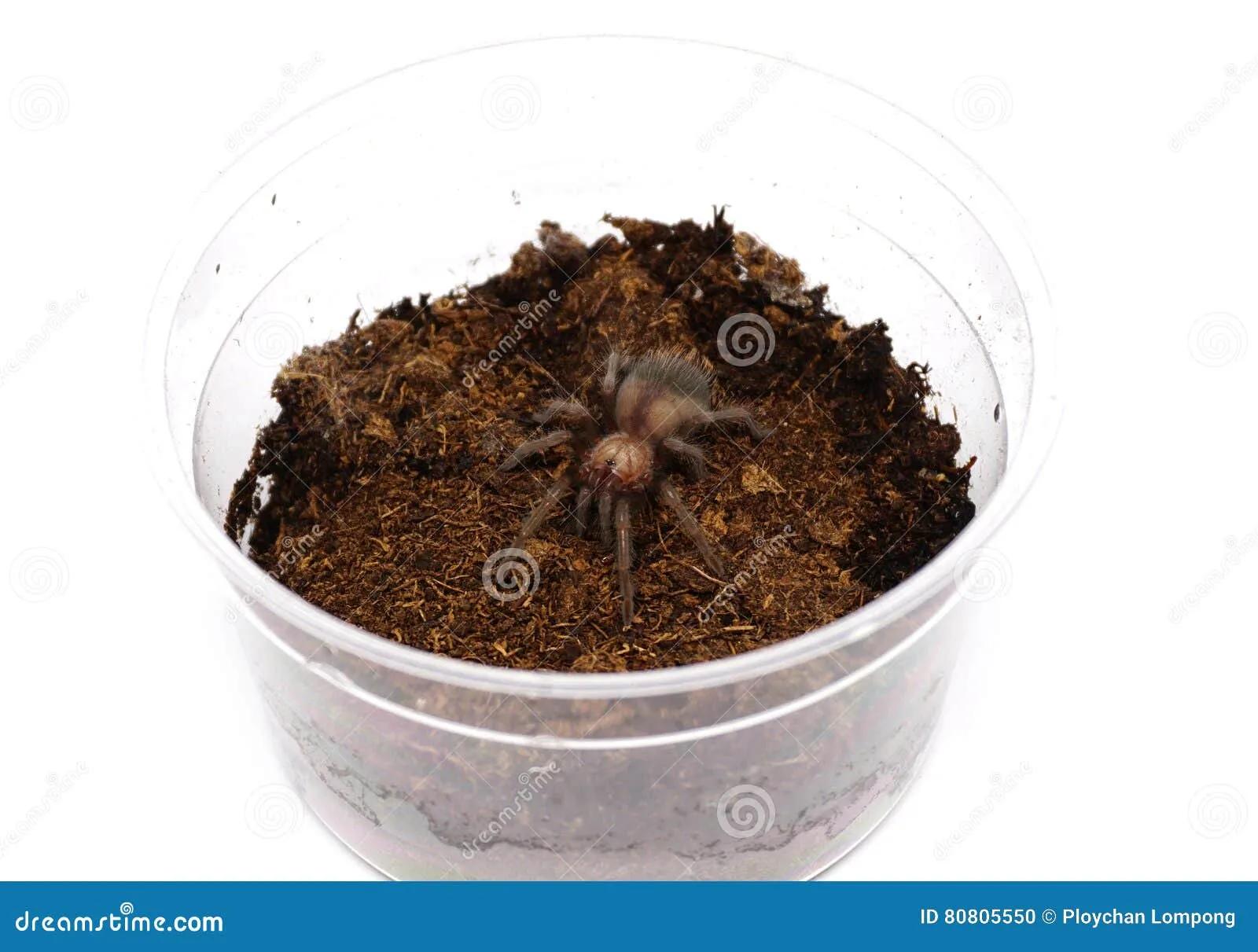 17132 albiceps tarantula sling watering